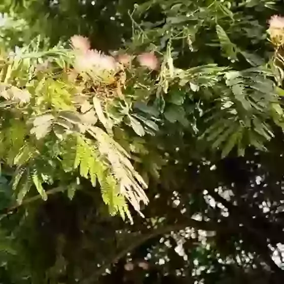 Albizia Julibrissin F. Rosea Silk Tree 